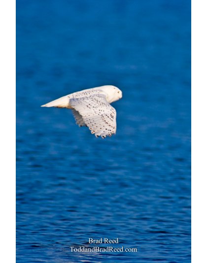 Snowy Owl (0037)