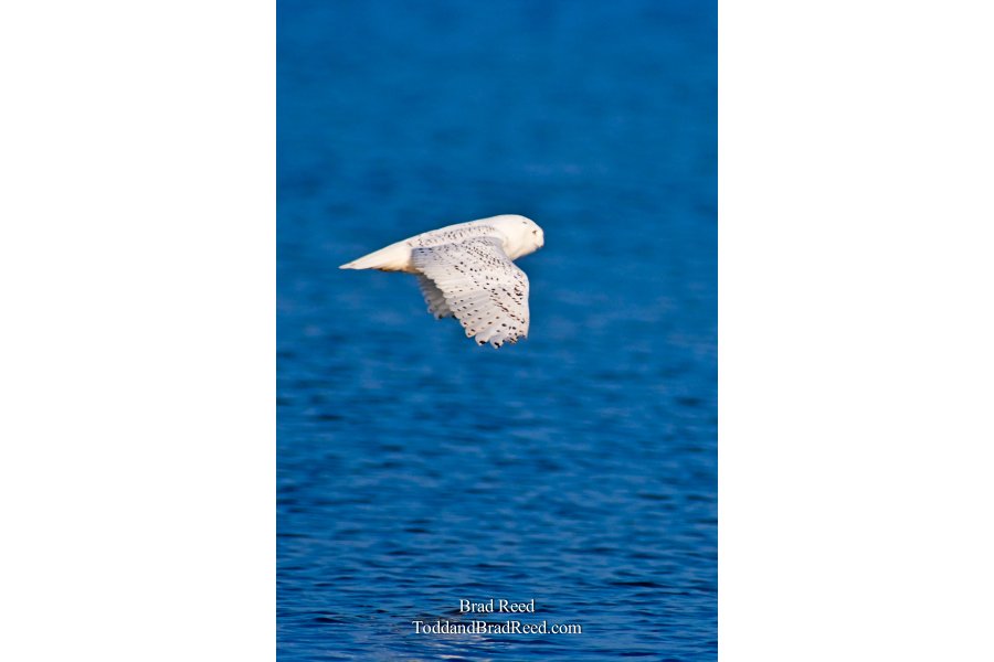 Snowy Owl (0037)