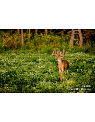 Legends Ranch Clover Field in Morning (0288)