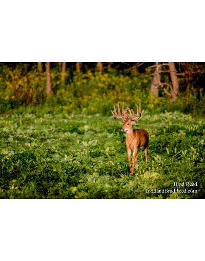 Legends Ranch Clover Field in Morning (0288)