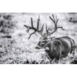 Legends Ranch Bucks at Stump Blind Black and White (0414)