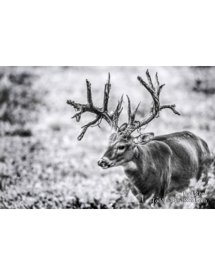 Legends Ranch Bucks at Stump Blind Black and White (0414)
