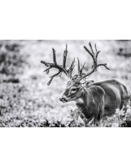 Legends Ranch Bucks at Stump Blind Black and White (0414)