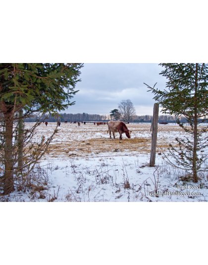 Shoup Family Farm Weldon Creek Farms (0645)