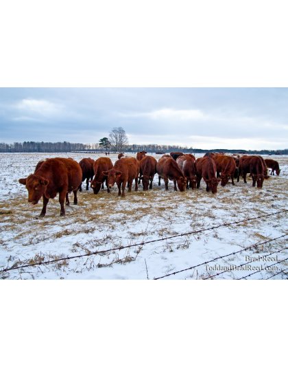 Shoup Family Farm Weldon Creek Farms (0652)