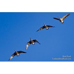 Tuesdays With Todd and Brad Reed (0738)