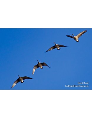 Tuesdays With Todd and Brad Reed (0738)