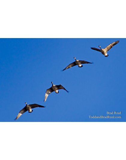 Tuesdays With Todd and Brad Reed (0738)