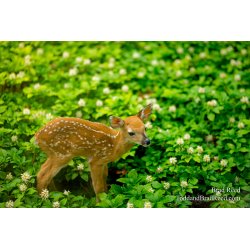 Fawn (0756)