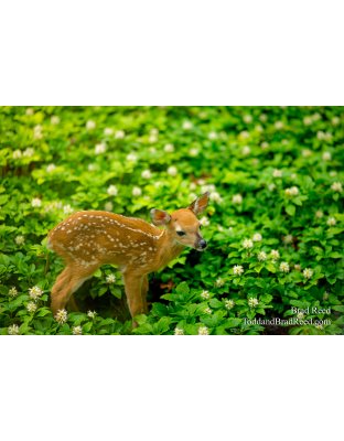 Fawn (0756)