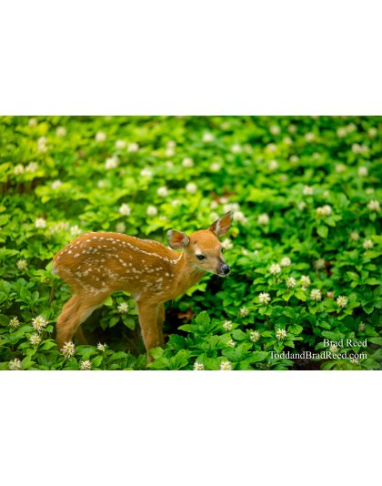 Fawn (0756)