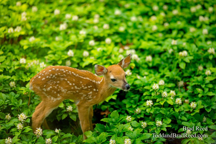 Fawn (0756)