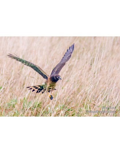 Legends Ranch Island Blind (0926)