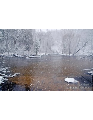 Tuesdays With Todd and Brad Reed (0990)