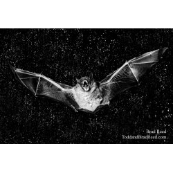 Bat Man