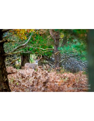 Legends Ranch (1135)