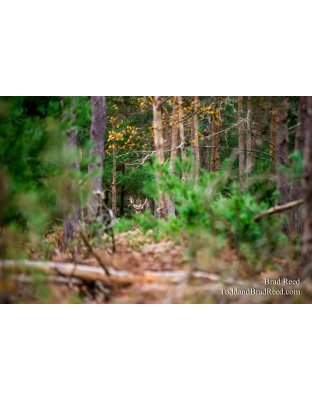 Legends Ranch (1138)