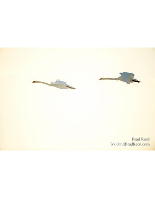 Swans Over Ludington (1395)