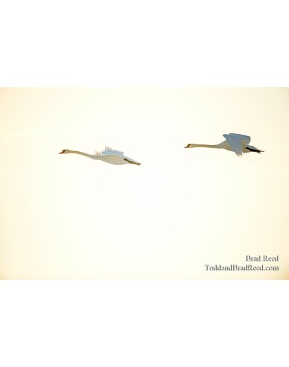 Swans Over Ludington (1395)