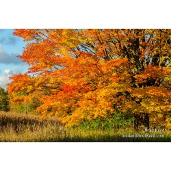 Maple Glory