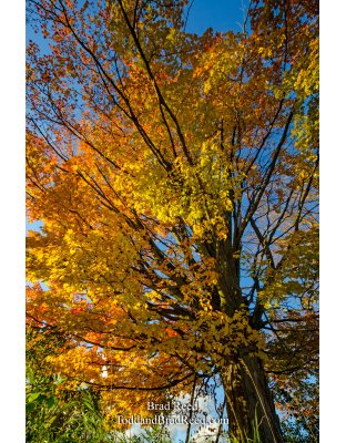 PM River and Conrad Road (1826)