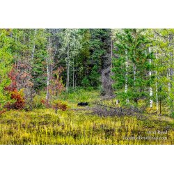 Panorama Black Bear