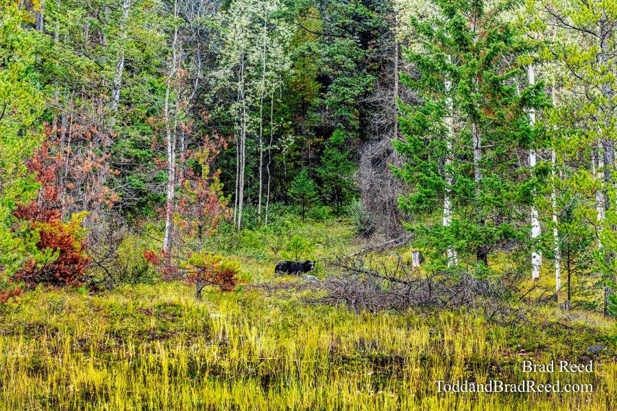 Panorama Black Bear