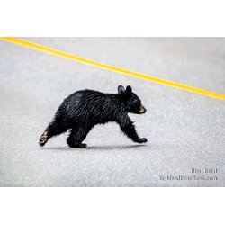 Bear Crossing