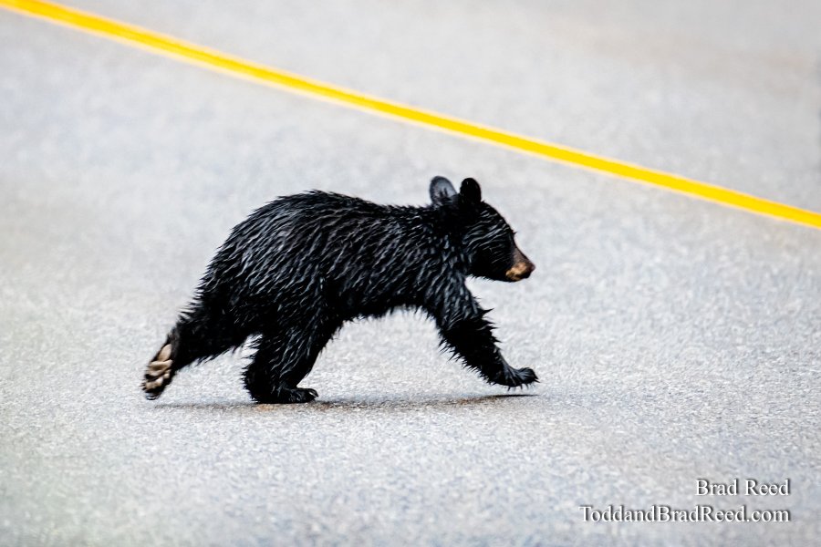 Bear Crossing