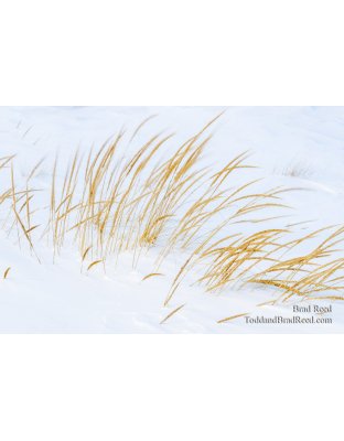 Wednesday Ludington City Beach Grass (2071)