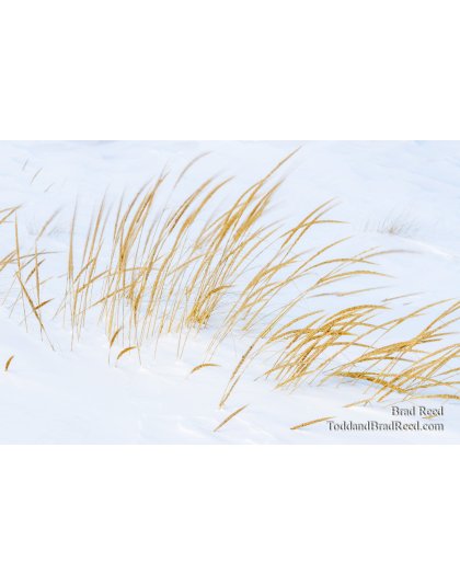 Wednesday Ludington City Beach Grass (2071)