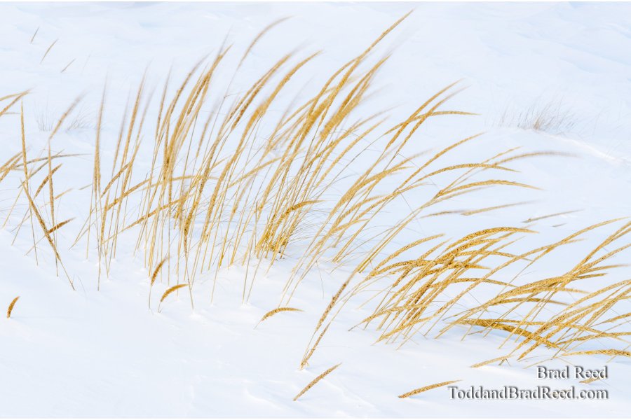Wednesday Ludington City Beach Grass (2071)