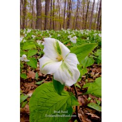 Star Trillium