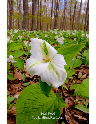 Star Trillium