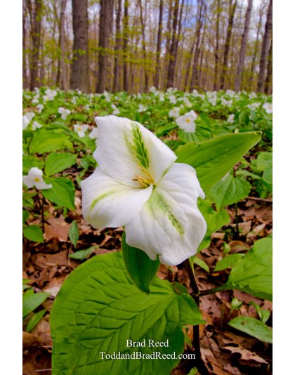 Star Trillium