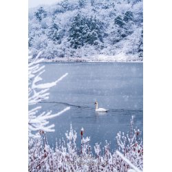 Swan on Lincoln Lake in Front of Epworth (2833)