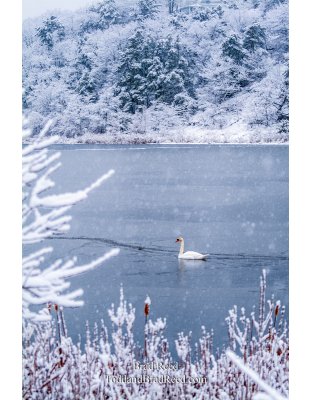 Swan on Lincoln Lake in Front of Epworth (2833)