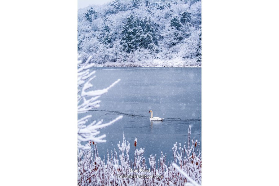 Swan on Lincoln Lake in Front of Epworth (2833)