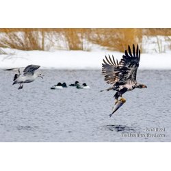 Eagles in Muskegon (2959)