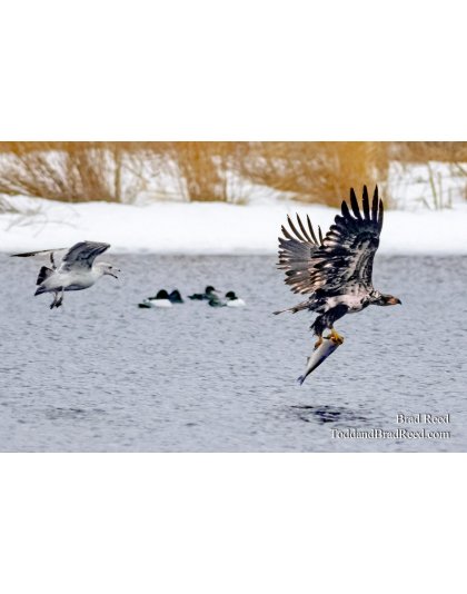 Eagles in Muskegon (2959)