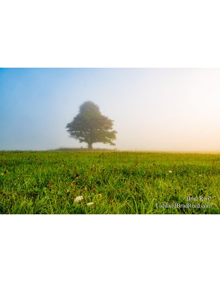 Kinney Road Tree in Fog (3034)
