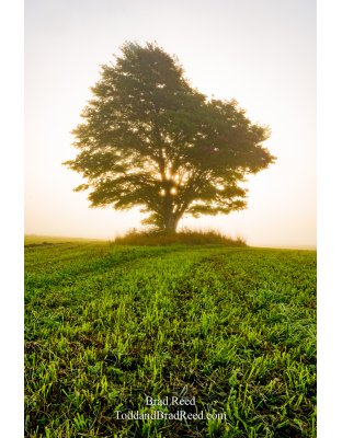 Kinney Road Tree in Fog (3043)
