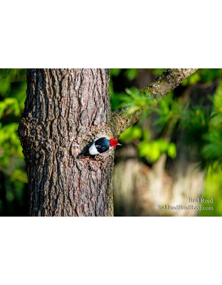Workshop at Ludington State Park (3351)