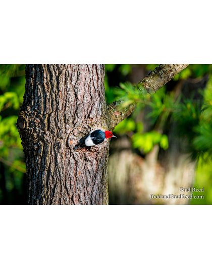 Workshop at Ludington State Park (3351)