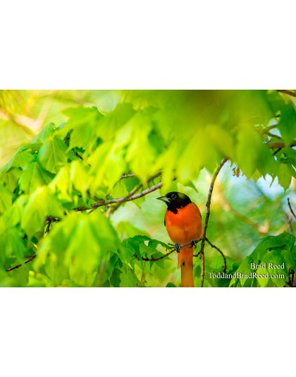 Workshop at Ludington State Park (3359)
