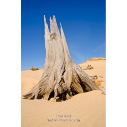 Mac Woods Silver Lake Dunes (3457)
