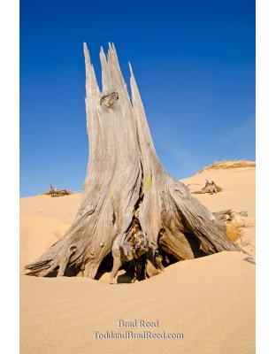 Mac Woods Silver Lake Dunes (3457)