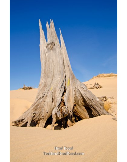 Mac Woods Silver Lake Dunes (3457)