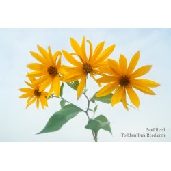 Yellow Flowers in Fog on Stiles Road (3485)