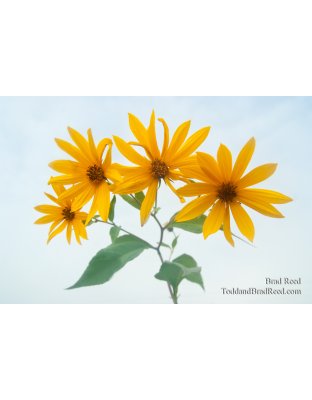 Yellow Flowers in Fog on Stiles Road (3485)